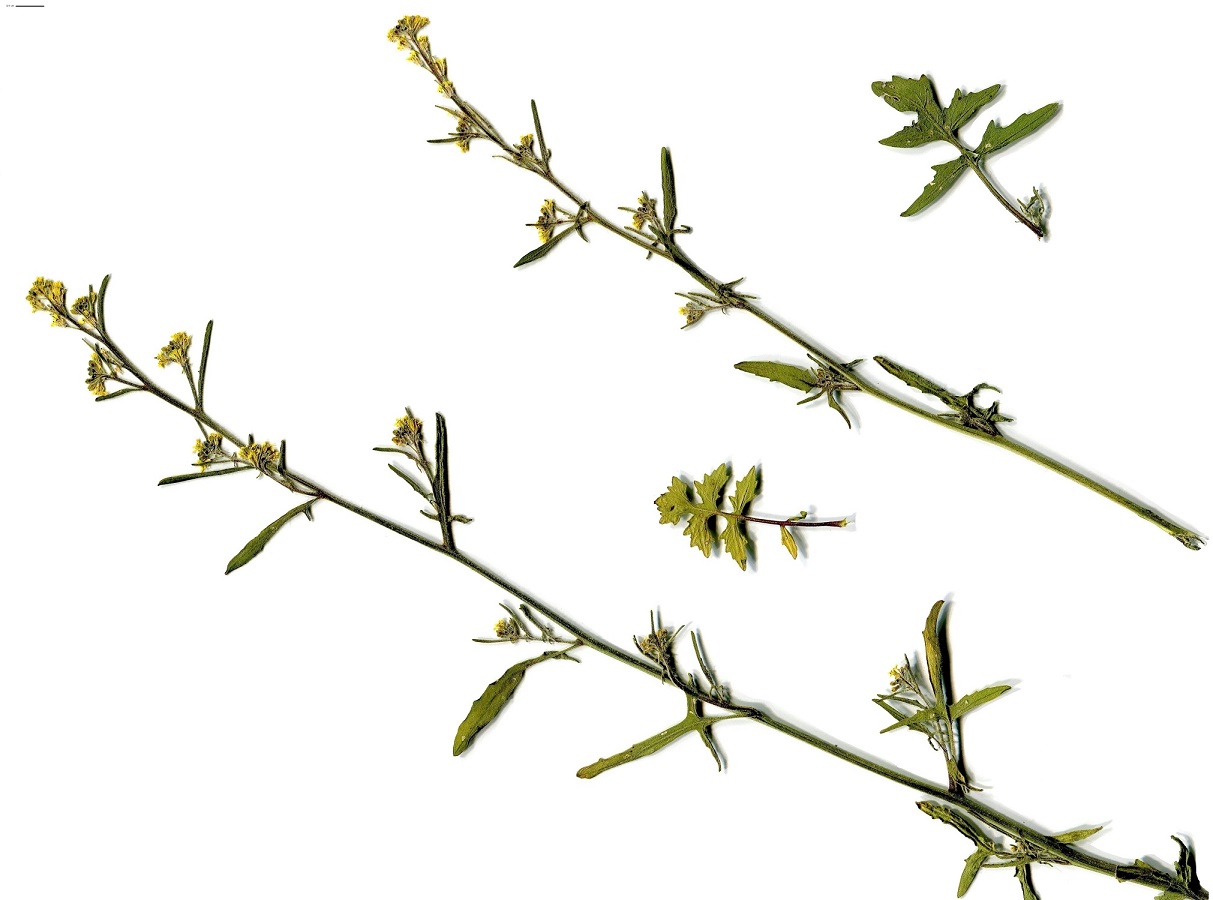 Sisymbrium officinale (Brassicaceae)
